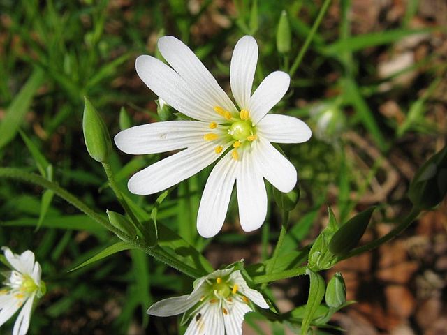 Stellaria holostea